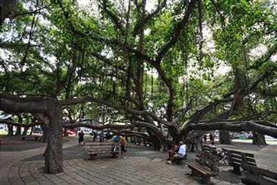 Banyan Tree.jpg